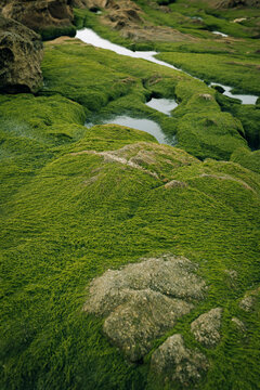 moss from a beach in Galicia