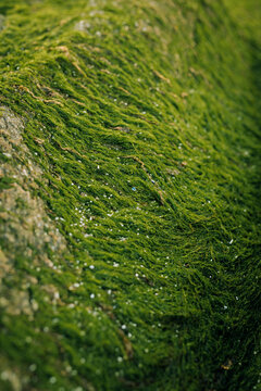 moss from a beach in Galicia