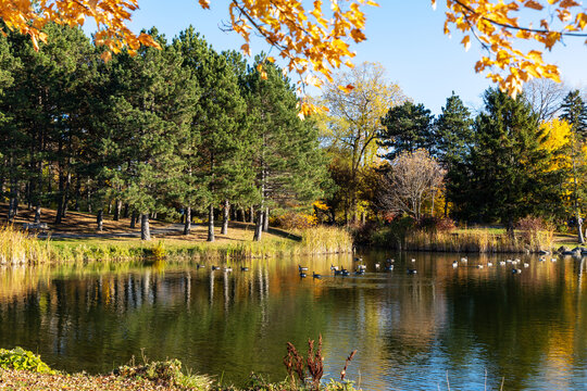 Autumn pond with Canada geese. Andrew Haydon Park during fall season in Ottawa, Canada