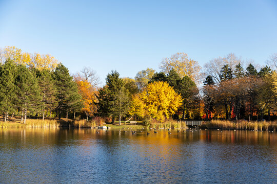Panoramic view of park pond with vibrant yellow autumn trees and geese. Andrew Haydon Park during fall season in Ottawa