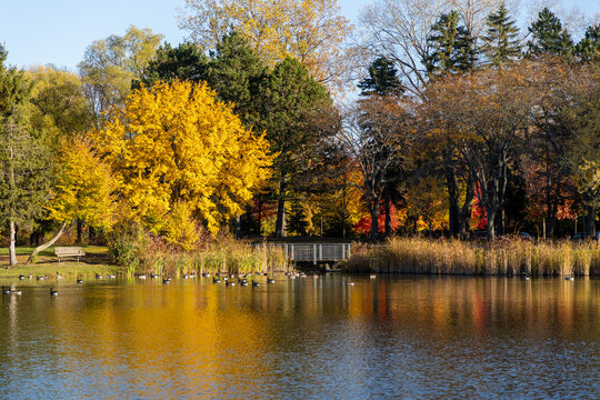 Autumn pond surrounded by colorful trees and geese swimming in water. Andrew Haydon Park during fall season in Ottawa
