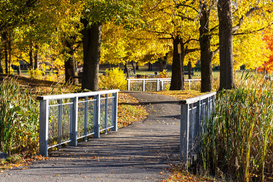 Park walkway with wooden bridge and yellow foliage in autumn season. Andrew Haydon Park during fall in Ottawa, Canada
