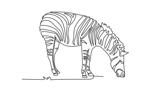 Self drawing animation of single line draw wild zebra grazing peacefully on the savanna grass. Its characteristic stripe patterns, upright mane, and lowered head. Continuous line. Full length animated