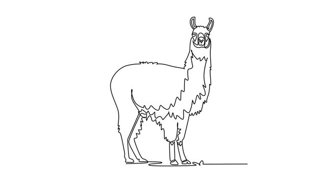 Self drawing animation of single line draw fluffy llama or alpaca standing upright and facing forward, showcasing long neck, thick shaggy wool coat, perked ears. Continuous line. Full length animated