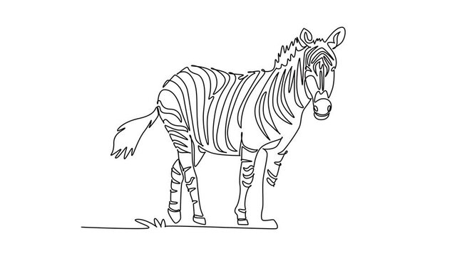 Self drawing animation of single line draw wild zebra standing attentively while turning it head. Distinctive striped coat pattern, tufted tail, and upright mane. Continuous line. Full length animated