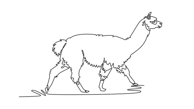 Self drawing animation of single line draw woolly llama or alpaca walking forward across field, showcasing its elongated neck, perked ear, and shaggy fleece body. Continuous line. Full length animated