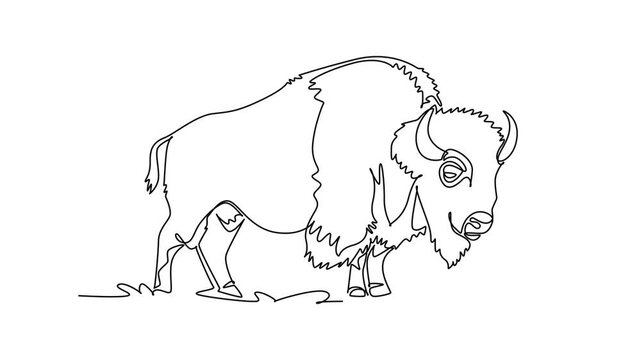 Animated self drawing of continuous line draw a large wild American bison standing grazing. Sharp curved horn, pronounced hump, shaggy woolly mane, and grounded stance. Full length one line animation