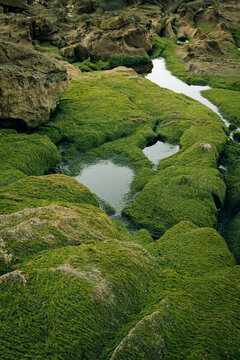 moss from a beach in Galicia