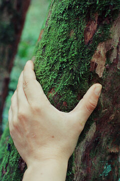 Person touching a mossy tree trunk