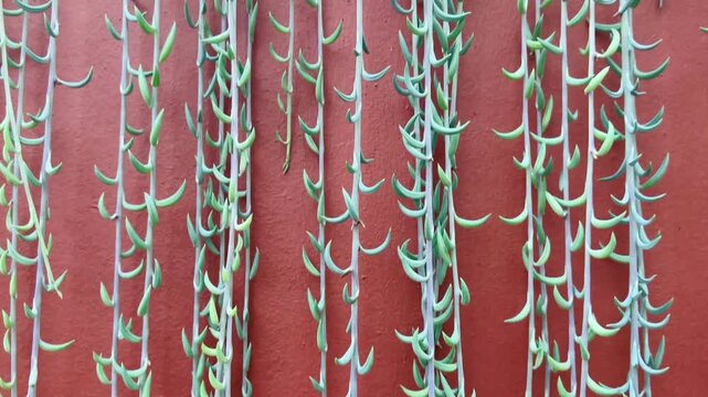 red wall and white, green plant texture