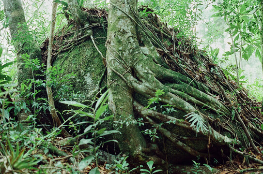 Large mossy boulder in the tropical rainforest