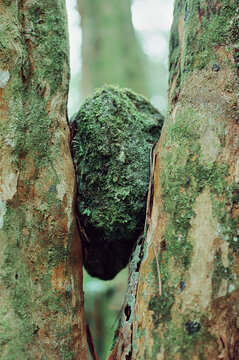 Stone wedged between tree trunks