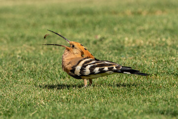 hoopoe. © pityke70