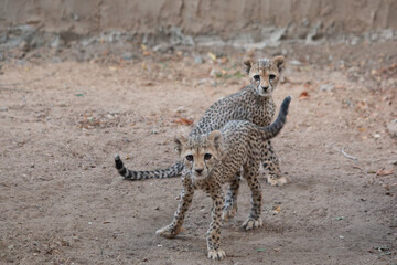 Two cheetah cubs looking at camera © Steph