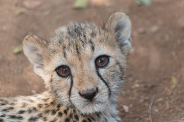 Cheetah cub portrait close-up © Steph
