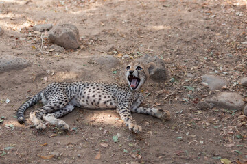 Cheetah cub yawning on the ground © Steph