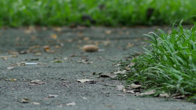 Low angle view of fresh green grass tufts growing at the edge of an asphalt path with fallen dry leaves, sunlit blades and soft blurred green background