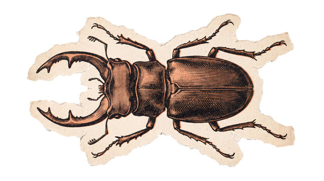 Stag beetle engraving on ripped paper, a vintage insect illustration with transparent background