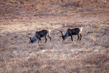 Two bull caribou grazing on the tundra in Denali National Park, Alaska © Todd
