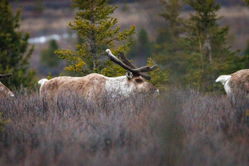 Bull caribou with large antlers in Denali National Park, Alaska © Todd