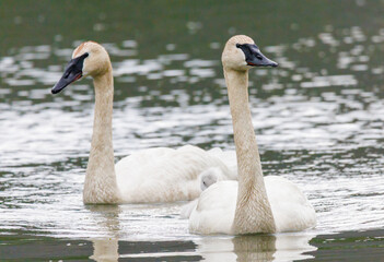 Pair of trumpeter swans with cygnet swimming on Tern Lake, Kenai Peninsula, Alaska © Todd