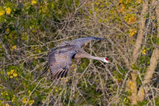 A Sandhill Crane (Antigone canadensis) flying with its wings outstretched in its natural habitat.