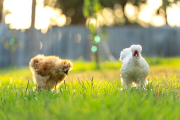 Chicken grazing on green grass. Raising organic poultry on home backyard © bilanol