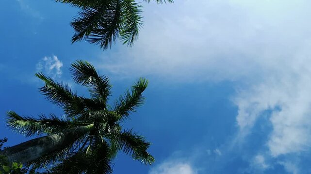 Low angle view of tall tropical palm tree against vibrant blue sky and white clouds