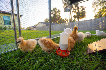 Silkie chicks in free range chicken coop. Poultry hen house with green grass in backyard garden © bilanol