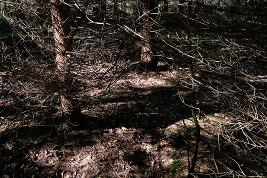 Dark spruce thicket with dense dry branches and patches of sunlight
