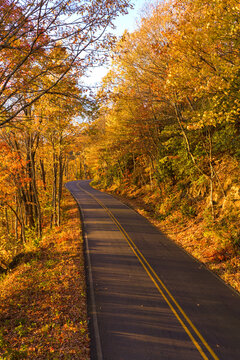 Winding mountain road through dense woodland filled with vibrant fall colors. Empty roadway creating a tranquil autumn nature scene.