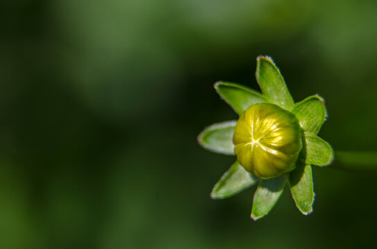 primer plano de una flor