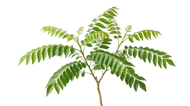 Fresh green curry leaf plant with vibrant aromatic foliage, organic Murraya koenigii branch for culinary use, natural herbal seasoning ingredient isolated PNG with Transparent Background