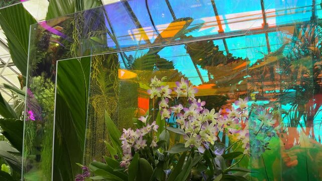 Orchids are surrounded with reflections of tropical plants and a skylight in an artistic installation of glass, acrylic, and dichroic film that plays on visual perception in a display conservatory