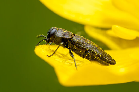 metallic wood-boring beetle - Anthaxia quadripunctata, beautiful small mettalic beetle native to European forest edges, Zlin, Czech Republic.