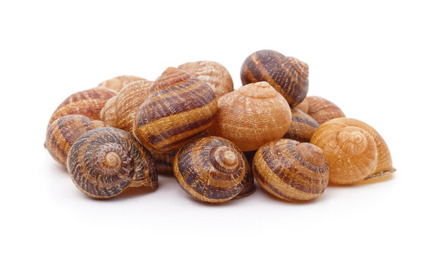 Group of brown snail shells isolated on white background.