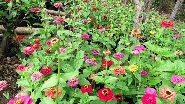Colorful zinnias flowers in the garden