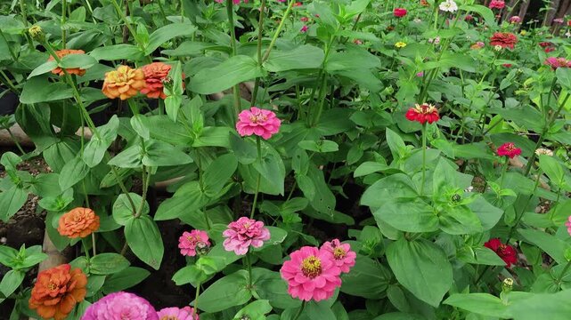 Colorful zinnias flowers in the garden
