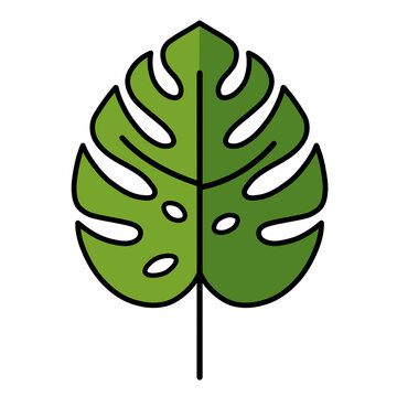 green monstera