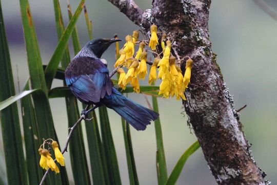 tui