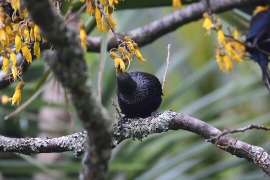 tui