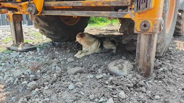 Happy stray dog finding refuge from the sun by resting in the cool shade underneath a yellow backhoe loader at a construction site, demonstrating animal intelligence and survival instincts
