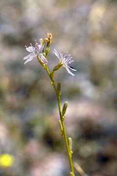 Two Delicate Wirelettuce Wildflowers with Pale Pink Petals Against Soft Natural Bokeh Background