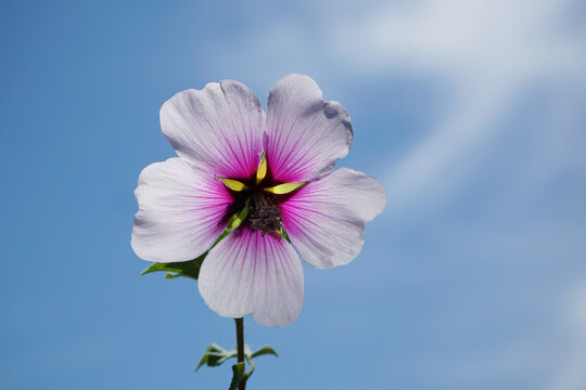 Pink and White Tree Mallow Flower Backlit Against Bright Blue Sky