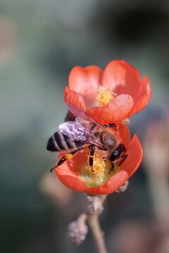 Macro closeup of a Western Honey Bee feeding on a vibrant orange Globe Mallow blossom while collecting pollen and nectar 