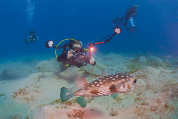 Beautiful scenic view of a spotted burrfish puffer fish underwater with a professional scuba diver photographer background © underwaterstas