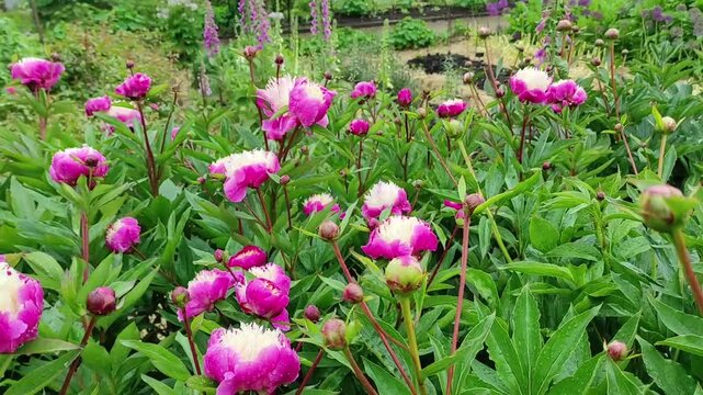 Exquisite pink and cream Japanese peony flower Bowl of Beauty blooming in lush summer garden. Romantic floral luxury and botanical elegance.