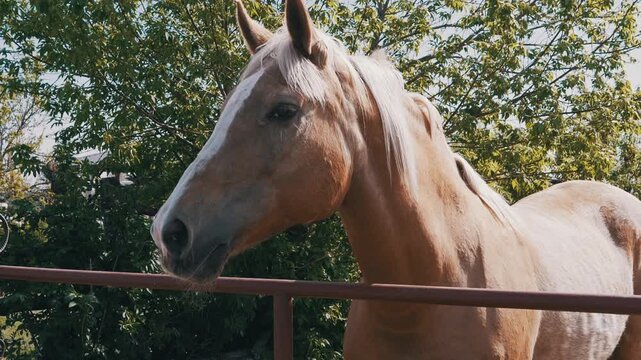 A close-up of a palomino horse with a blonde mane resting behind a metal corral fence in a green pasture. Concept of equestrian life, rural farming, and peaceful animal husbandry.