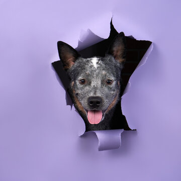 A joyful Australian Cattle Dog emerges through a torn purple backdrop, appearing playful and energetic. The bright lighting enhances the dog's vibrant coat.