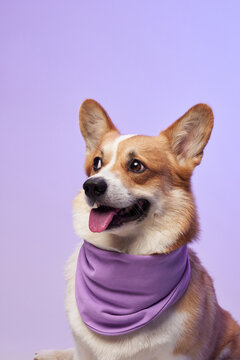 The dog sits with its mouth open in a playful expression and wears a violet scarf. Its fur contrasts with the bright and bold color palette.